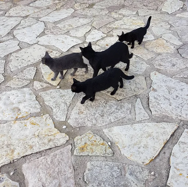 지역을 고양이 — 스톡 사진