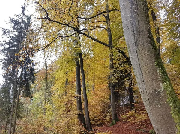 Paisaje Con Árboles Forestales Templados Otoño Chiemsee Alemania —  Fotos de Stock