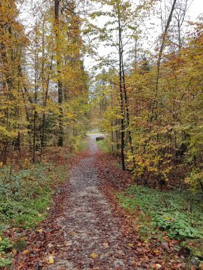 Almanya 'nın Chiemsee şehrinde sonbahar mevsiminde ılıman orman ağaçlarının olduğu manzara
