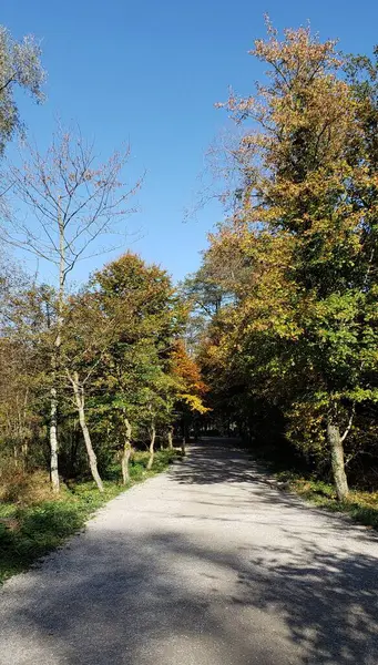 Landskap Med Tempererade Skogsträd Höstsäsongen Chiemsee Tyskland — Stockfoto