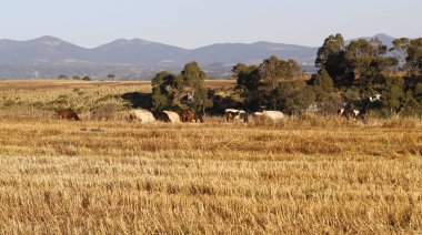 Meksika, Ixtlahuaca 'da sonbahar mevsiminde kırsal alan