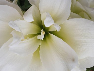 Bahar mevsiminde beyaz zambak çiçeğine yaklaşım, arkaplan ve doku