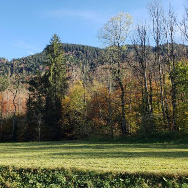 Almanya 'da sonbahar mevsiminde ılıman orman ağaçları olan manzara