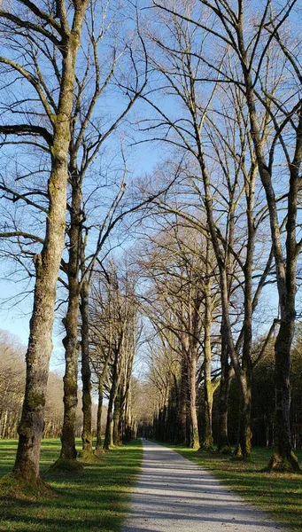 德国秋天有温带森林树木的景观 — 图库照片