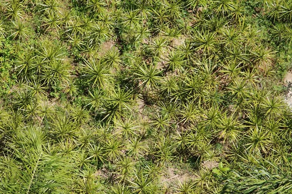 Uppsättning Palmväxter Tropisk Trädgård Ovanifrån — Stockfoto