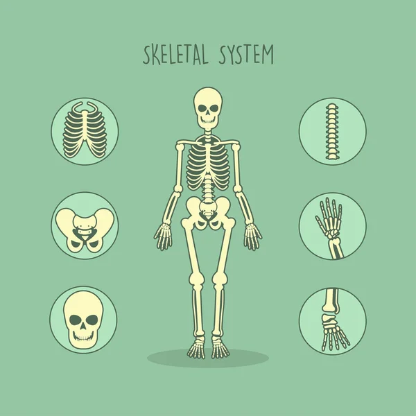 Esqueleto anatómico humano conjunto vector — Archivo Imágenes Vectoriales