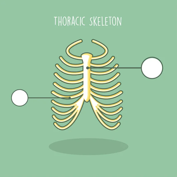 İnsan Anatomik iskeleti vektör ayarla — Stok Vektör