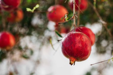 Türkiye 'de doğanın ağzında bir sürü olgun kırmızı büyük nar asılı.