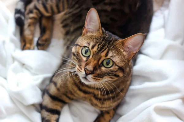 Bir kedi cinsi Savannah beyaz bir yatakta yatar ve büyük gözler hücreye bakar..