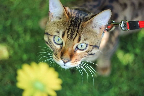 Cat breed Savannah walking on a leash on a green lawn. Snout Savannah tabby cat close-up.