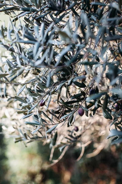 A black, ripe olive tree hangs from a tree branch in the sunlight. Vertical photo, there is a place to enter text in the lower left corner.