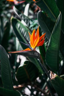 Strelitzia ya da Cennet Kuşu, yeşil yapraklardan oluşan bir arka planda yaklaşır. Çiçek arkaplan, hediye kartı.