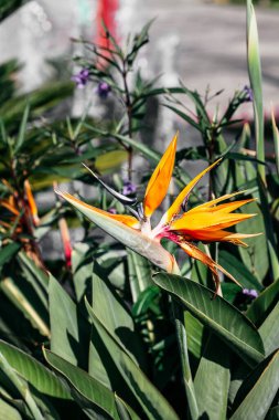 Strelitzia ya da Cennet Kuşu, yeşil yapraklardan oluşan bir arka planda yaklaşır. Çiçek arkaplan, hediye kartı.