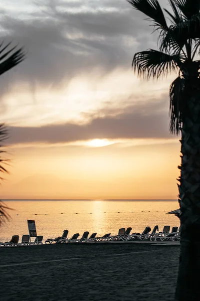 Beach Palm Tree Front Sunsetundefined — Stock Photo, Image