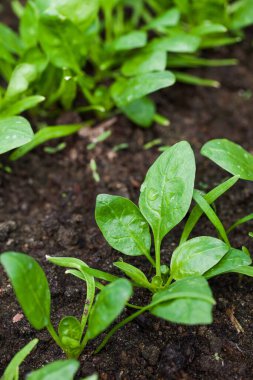  Bahçede taze ıspanak. Tarım, tarım kavramı. Bir serada büyüyen eko ürünler. Dikey fotoğraf.