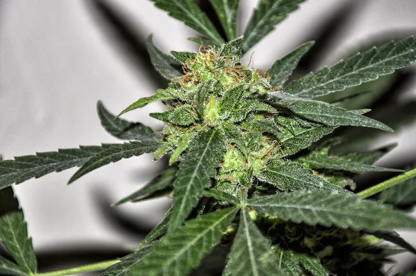 Esrar - Esrar bitkisi, yaprak, tomurcuk