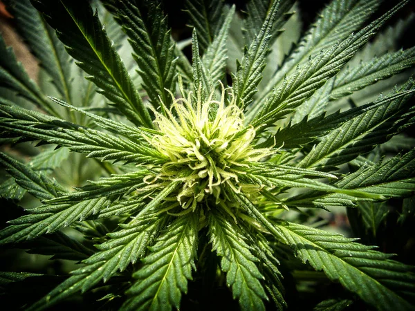 Esrar - Esrar bitkisi, yaprak, tomurcuk