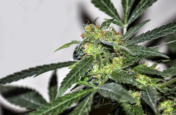 Esrar - Esrar bitkisi, yaprak, tomurcuk