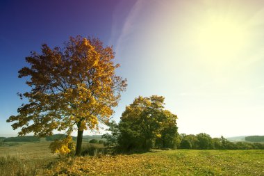 Sonbahar ağaç üzerinde gökyüzü güneş ile boş alanı ile