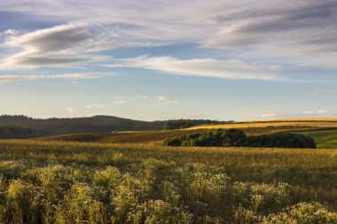Papatya bitkiler ön plan üzerinde. Akşam yaz alan günbatımı gökyüzü ile.