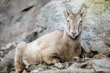 Chamois arka plan üzerinde Rock ile