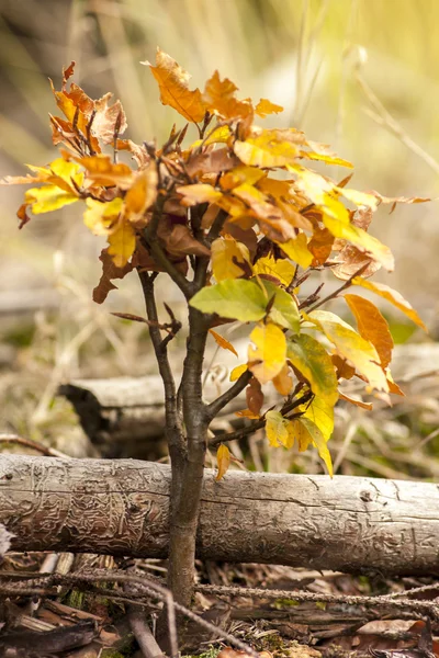 Małe jesień Beech Tree - Fagus Sylvatica z dziennika na niewyraźne tło — Zdjęcie stockowe