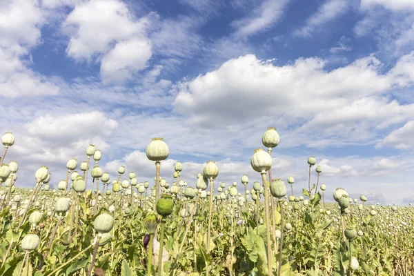 Poppy Head Field with Blue Sky — Stock Photo, Image