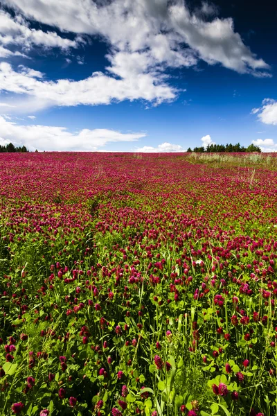 Red Feather - Trifolium Rubens Field with Blue Sky and Clouds. Jelitto Perennial Feeld. — Stock Photo, Image
