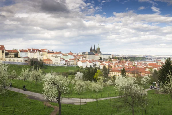 Praagse burcht - Sint-Vituskathedraal met blauwe lucht en bomen. De hoofdstad van Tsjechië. — Stockfoto