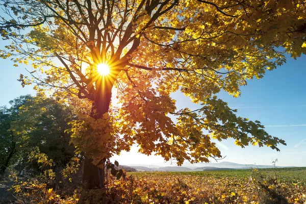 Paesaggio autunnale con alba - Tramonto e luce del sole sull'albero — Foto Stock