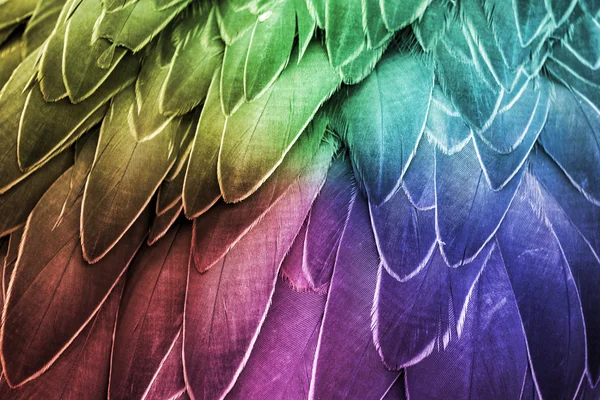 Feather. Colorful Bird Feathers Detail. — Stock Photo, Image