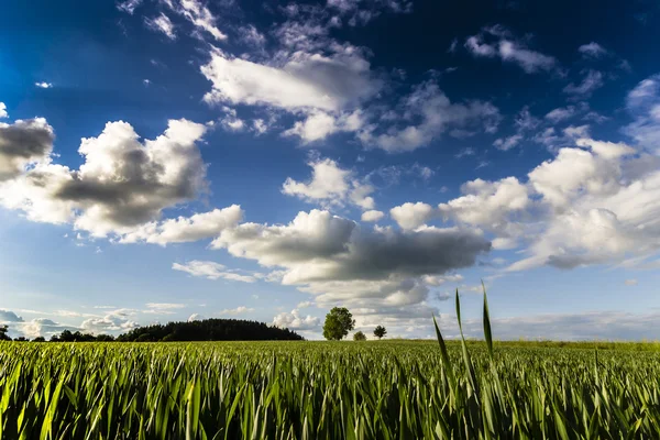 Campo de cebada con nubes dramáticas en el cielo azul Paisaje de primavera —  Fotos de Stock