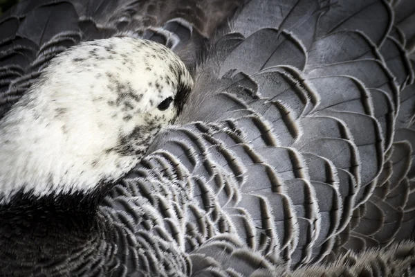 Detalle de pato. Cabeza de pato oculta en plumas . —  Fotos de Stock