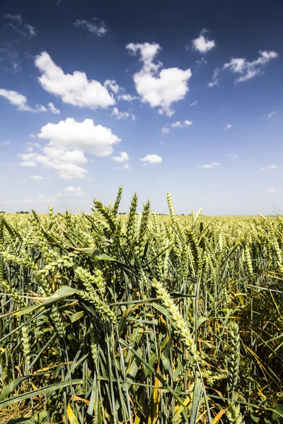 Wheat Field Photo. Green Field with Blue Sky with Clouds. — Stock Photo, Image