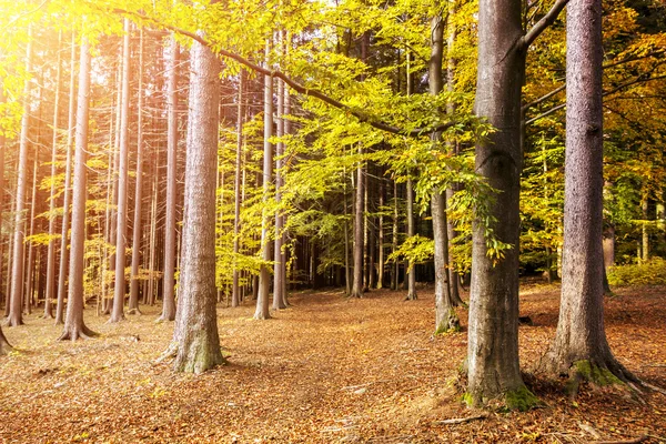 Herbstwald mit bunten Blättern am Leuchten und schönen Farben — Stockfoto