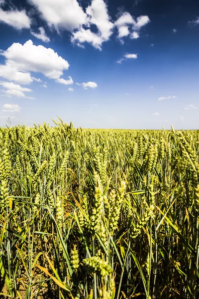 Foto do Campo de Trigo. Campo Verde com Céu Azul com Nuvens . — Fotografia de Stock