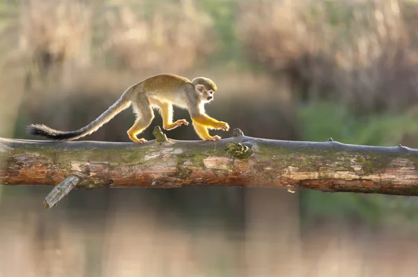 Saimiri Sciureus - Squirrel Monkey Run over River — Stock Photo, Image