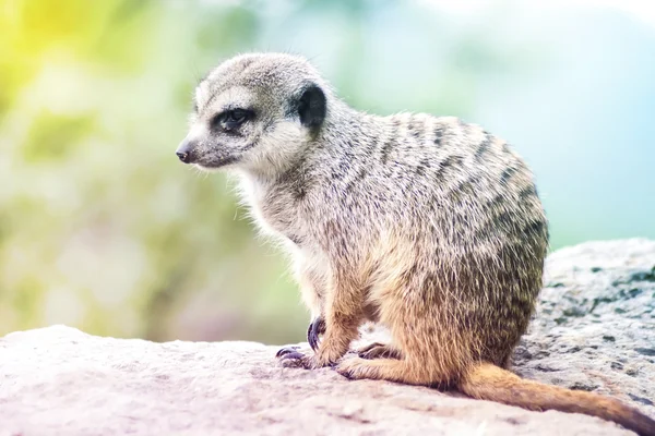 Suricate - Meerkat - Suricatta Portrait. Little Animal Sitting on Rock on Sunny Day. — Stock Photo, Image