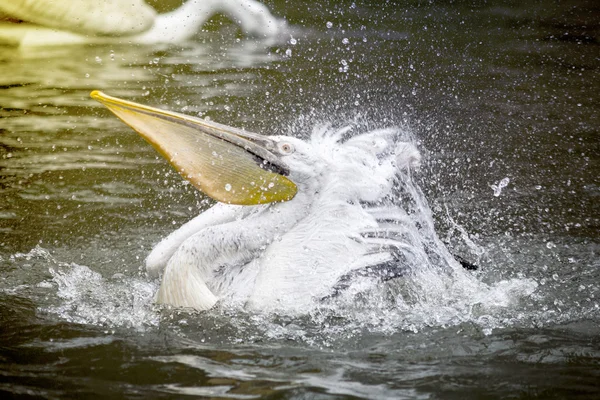 Pelikan spritzt Wasser mit Sonnenlicht — Stockfoto
