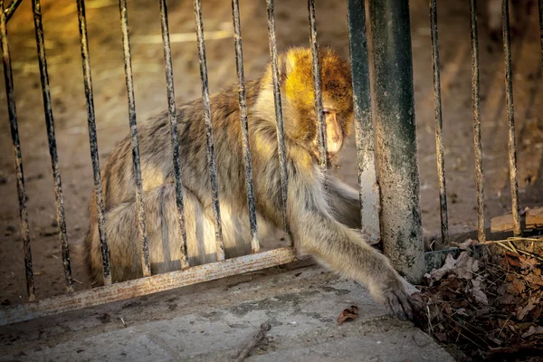 Macaca munzala Monkey grijpen iets via kooi — Stockfoto