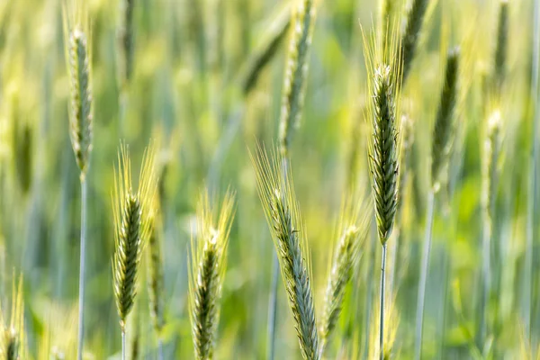 小麦植物细节。春天绿色小麦宏. — 图库照片