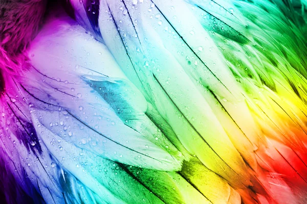 Feather Detail - Colorful Bird Feathers. Abstract Detail. — ストック写真