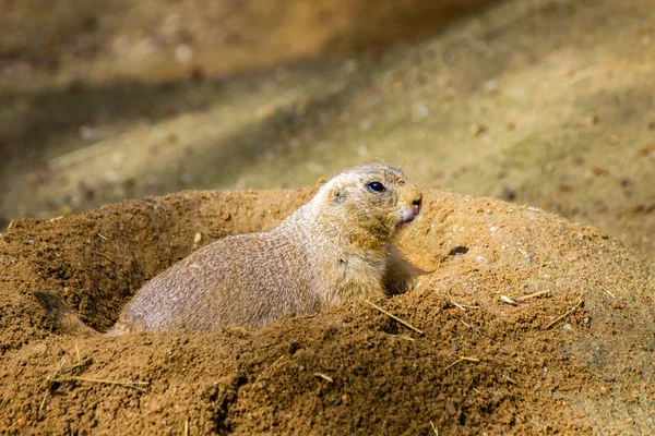 Prairie Dog - Cynomys - verborgen in gat. Dier in zand foto. — Stockfoto