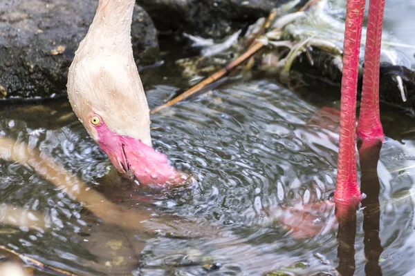 Flamingo Bird Drinking Water. Animal Detail Photo. — Φωτογραφία Αρχείου