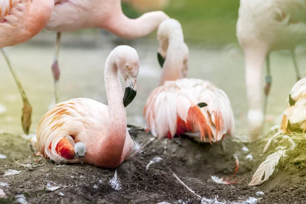 Flamingos on Nest with Tiny Bird Hidden Under Female Wing — ストック写真