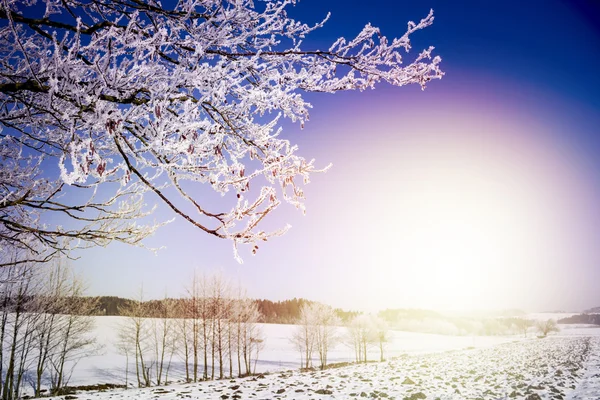 Ramas de árboles congelados. Paisaje de invierno . —  Fotos de Stock