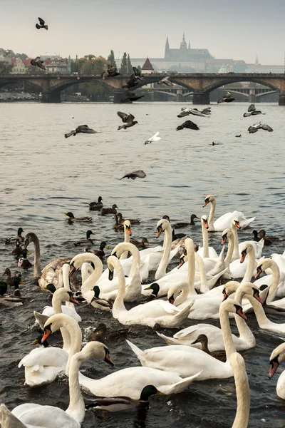 Cisnes e Patos no rio Vltava com o Castelo de Praga e a Ponte Charles no fundo. Pombos voando acima. República Checa, Europa . — Fotografia de Stock