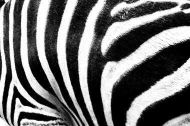 Zebra kürk - siyah ve beyaz arka plan