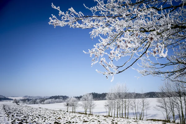 Ramas de árboles congelados. Paisaje de invierno . —  Fotos de Stock