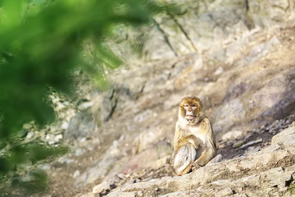 猕猴猕猴坐在岩石上模糊的绿色叶子上前景 — 图库照片